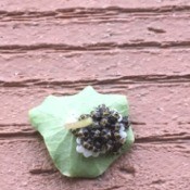 Identifying Insect Eggs - bugs and eggs on the back of a leaf