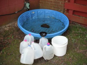 Catch Rain Water for Plants in a Baby Pool - jugs, bucket, pool straight on shot