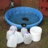Catch Rain Water for Plants in a Baby Pool - jugs, bucket, pool straight on shot