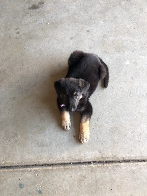 What Is My German Shepherd Mixed With? - black and tan puppy