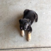 What Is My German Shepherd Mixed With? - black and tan puppy