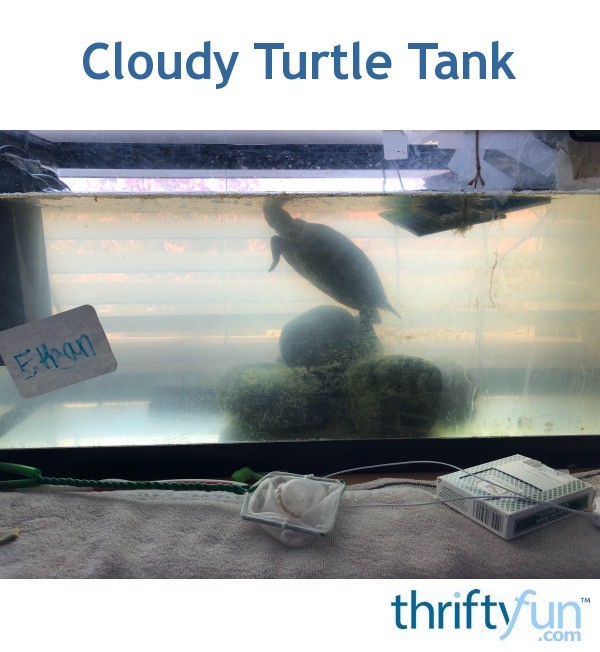 Cloudy Turtle Tank? | ThriftyFun