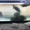 Cloudy Turtle Tank - cloudy water in tank