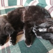 Creo (Long Hair Black Cat) - curled up black cat