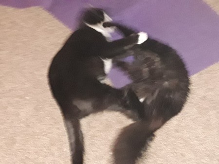 Creo (Long Hair Black Cat)