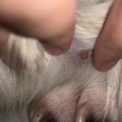 Identifying a Bump on a Dog - small pink bump on dog's foot
