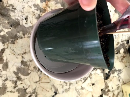 Hide the Plant Saucer Inside the Pot - plant in a black plastic pot