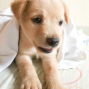 What Breed Is My Dog? - light brown to cream puppy