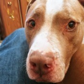 My Dog Suddenly Died - closeup of brown and white Pit Bull