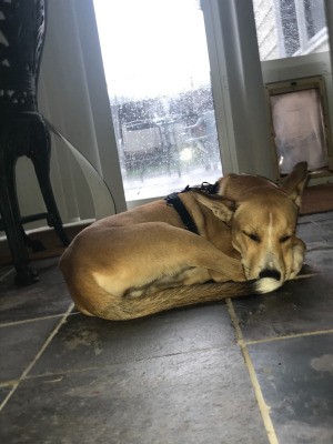 What Breed Is My Dog? - brown dog lying on a tile floor