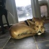 What Breed Is My Dog? - brown dog lying on a tile floor