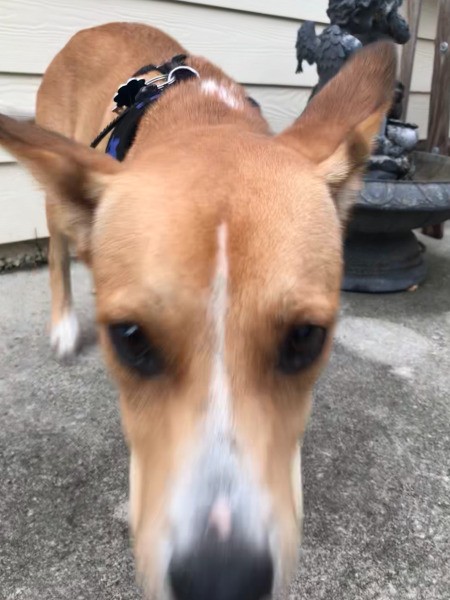 What Breed Is My Dog?