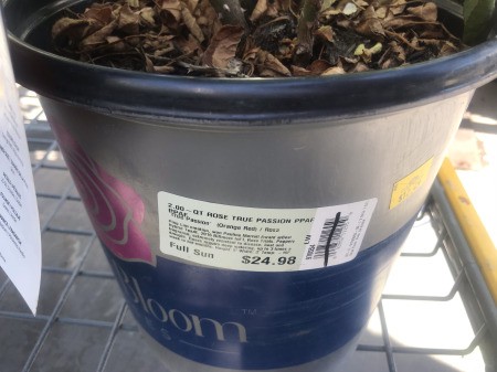 A rose pot that has been marked down.