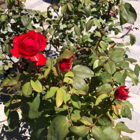 Red roses in bloom.