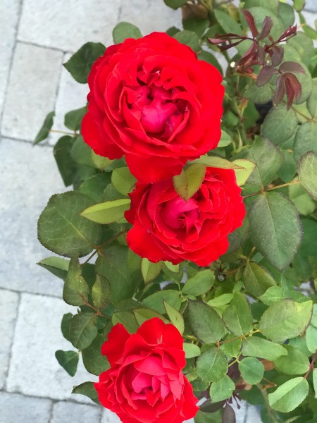 Red roses in bloom.