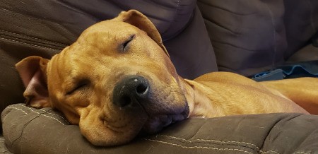 Is My Dog an American Pit Bull Terrier? - brown dog sleeping