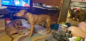 Is My Dog an American Pit Bull Terrier? - brown dog standing in front of the TV