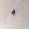 Identifying a Flying Insect - dark bug with white spots on back