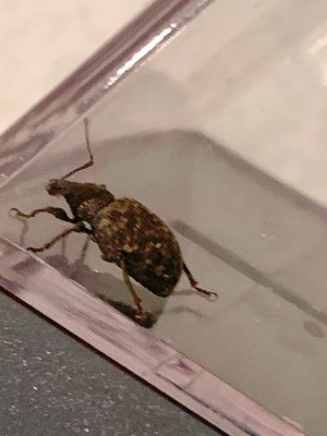 Identifying a Bug Found in Bathroom - multi-colored brown beetle looking insect