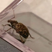 Identifying a Bug Found in Bathroom - multi-colored brown beetle looking insect