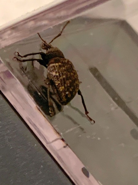 Identifying a Bug Found in Bathroom