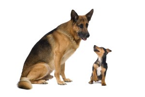 A German Shepard and a Jack Russel next to each other.