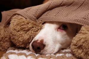 A scared dog hiding under a blanket.