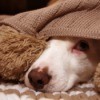 A scared dog hiding under a blanket.