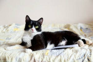 A cat sitting on a a pad of paper.