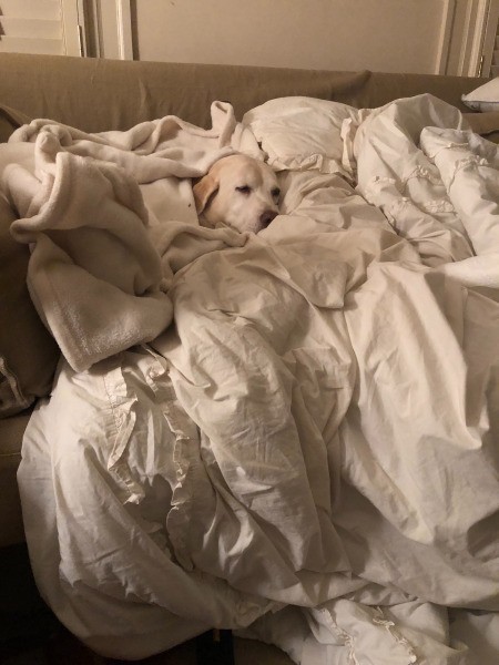 Bella The Munchkinator'(Yellow Lab)