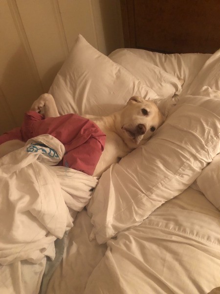 Bella The Munchkinator'(Yellow Lab)