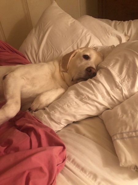 Bella The Munchkinator'(Yellow Lab)