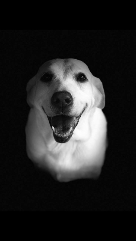 Bella The Munchkinator'(Yellow Lab)