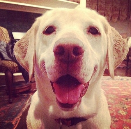 Bella The Munchkinator'(Yellow Lab) - closeup of smiling Bella