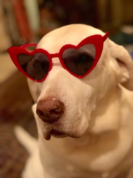 Bella The Munchkinator'(Yellow Lab)