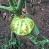 Identifying What Is Eating My Tomato Plants - partially eaten green tomato