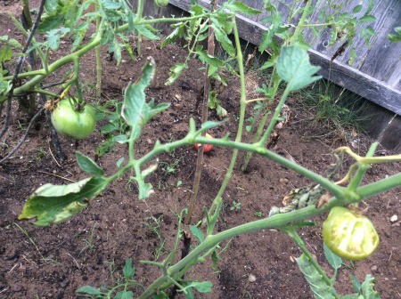 Identifying What Is Eating My Tomato Plants