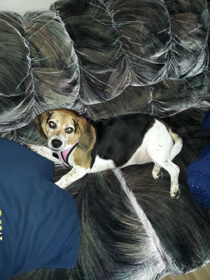 My Beagle is Terrified of Everything - chubby Beagle on gray couch