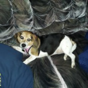 My Beagle is Terrified of Everything - chubby Beagle on gray couch