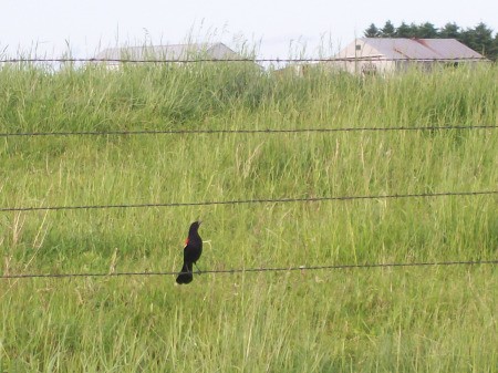 A blackbird on a fence in Amish country.