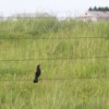 A blackbird on a fence in Amish country.