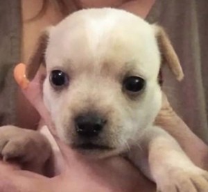 Is My Puppy a Purebred Applehead Chihuahua? - light tan puppy with white on head