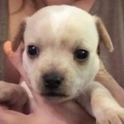 Is My Puppy a Purebred Applehead Chihuahua? - light tan puppy with white on head
