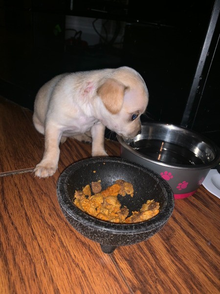 Is My Puppy a Purebred Applehead Chihuahua?