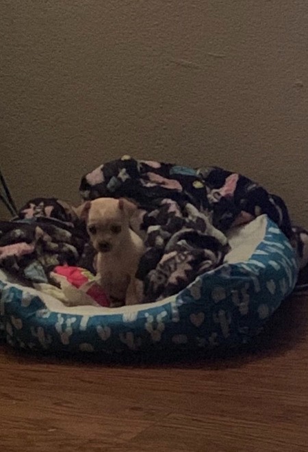 Is My Puppy a Purebred Applehead Chihuahua?