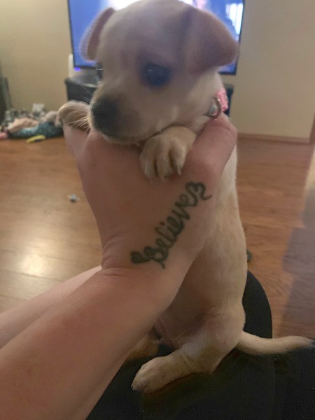 Is My Puppy a Purebred Applehead Chihuahua?