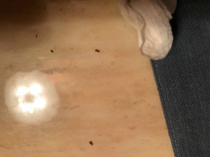 Identifying Tiny Reddish Brown Flying Bugs Inside - bugs on floor or countertop