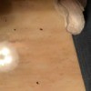 Identifying Tiny Reddish Brown Flying Bugs Inside - bugs on floor or countertop