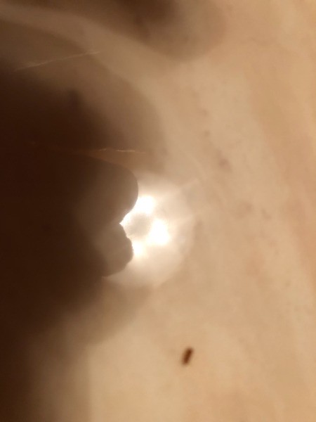 Identifying Tiny Reddish Brown Flying Bugs Inside