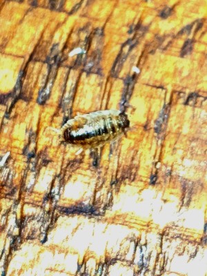 Identifying Household Bugs - probable sow bug